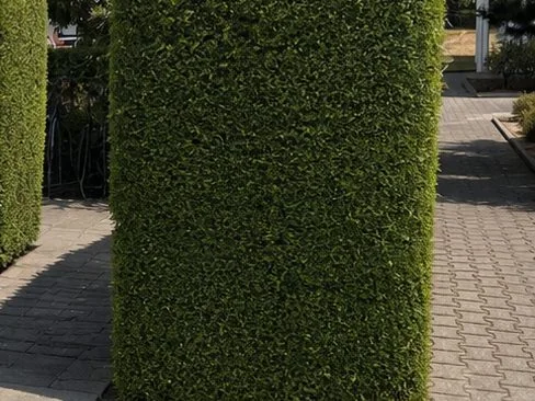 Frisch geschnittene Hecke an einem gepflasterten Weg